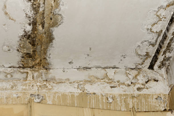 Trusted Carthage, MS Mold Removal Experts